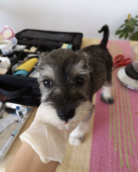 Un cachorro schnauzer curioseando junto al maletín de atención abierto sobre la mesa