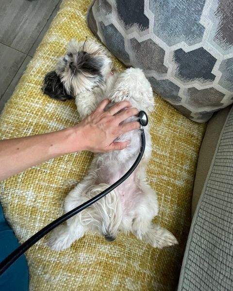 Un shih tzu echado de espaldas en un sillón amarillo mientras lo auscultan con el fonendoscopio